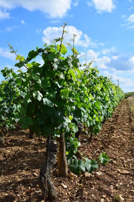 Apartamento La Route Des Vins Beaune  Exterior foto